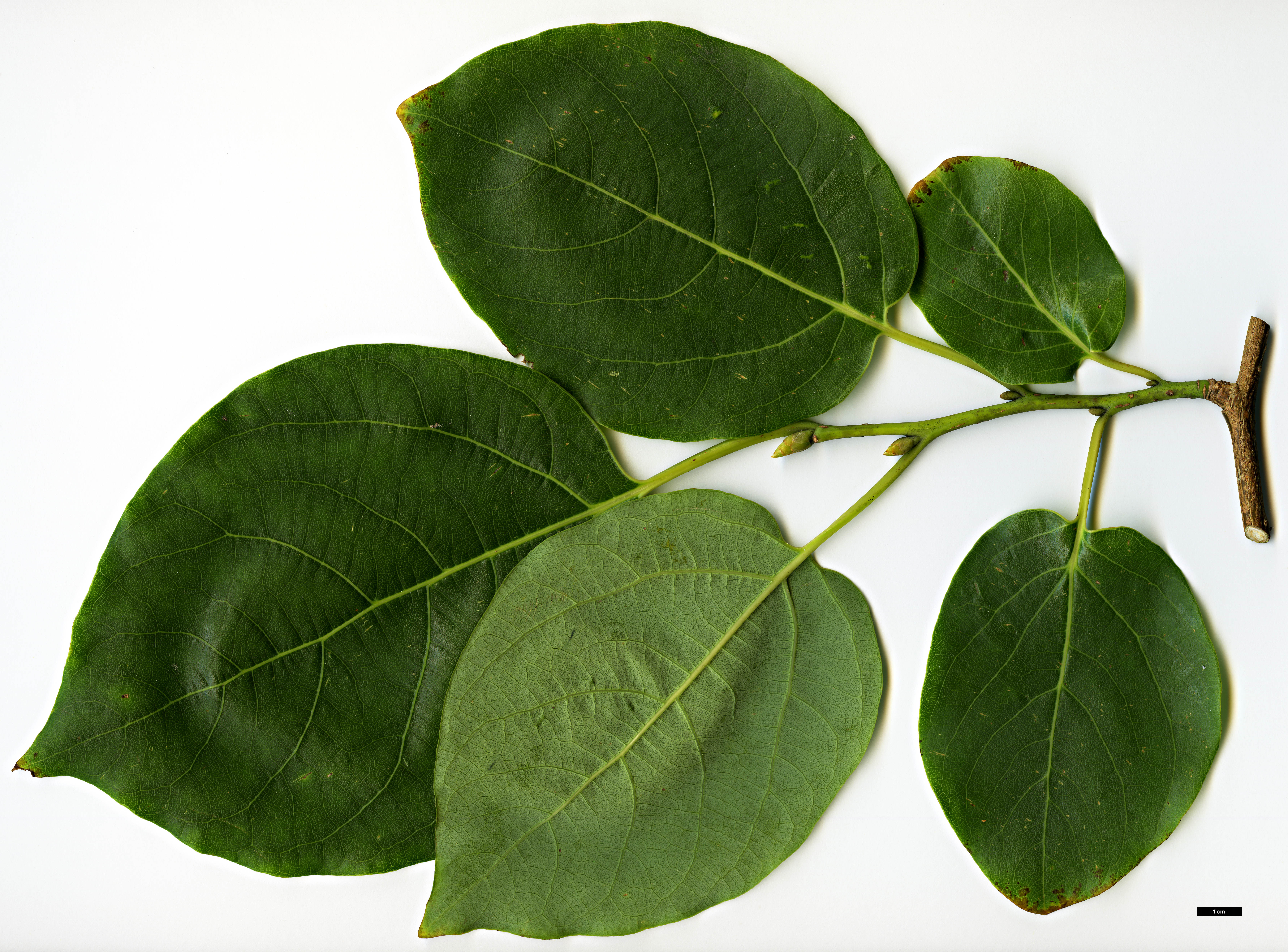 High resolution image: Family: Lauraceae - Genus: Parasassafras - Taxon: confertiflora